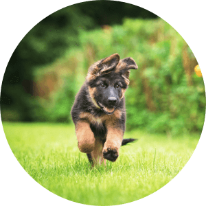 dog running